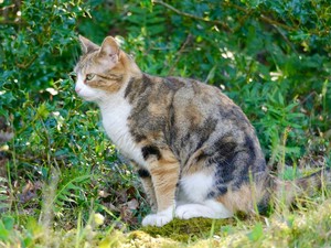 11 Tips Agar Kucing Tidak Berak di Sekitar Rumah: Mudah, Aman dan Efektif!