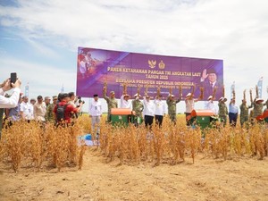 Dukung Swasembada Pangan, Pemprov Lampung-TNI Panen Kedelai