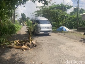 Protes Pemprov NTB, Warga Lombok Barat Tanam Pohon di Jalan Berlubang
