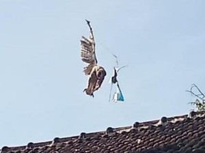 Sat Set Damkar Pasuruan Evakuasi Burung Hantu Terjerat Benang Layangan