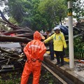 Waspada! Musibah Pohon Tumbang Landa Jakarta, 1 Orang Tewas