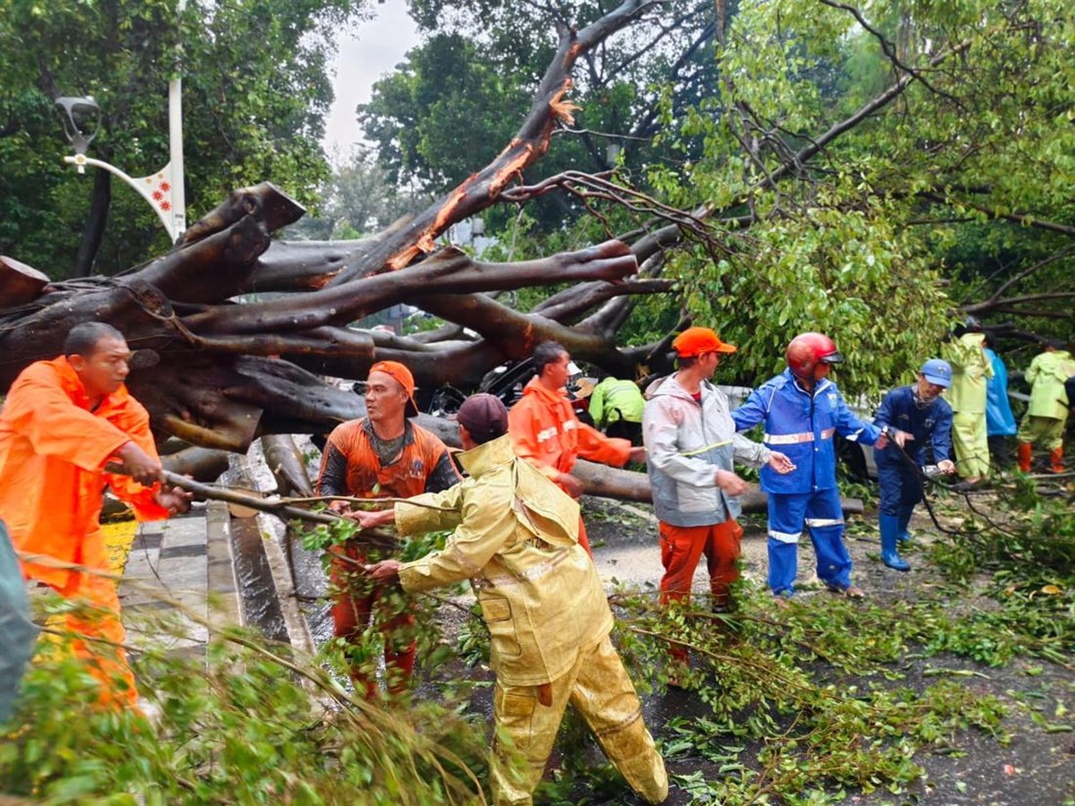 Waspada Pohon Tumbang, BMKG Keluarkan Peringatan Cuaca Ekstrem Jakarta