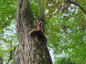 Populasi Kukang Jawa dan Kucing Hutan di Pangandaran Terancam Punah