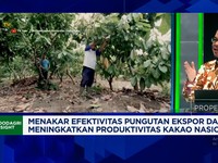 Video: Petani Kakao Resah, Serangan Hama OPT Bikin Produksi Anjlok 80%