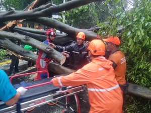 Pohon Tumbang Timpa Mobil di Dharmawangsa Jaksel, 1 Korban Tewas