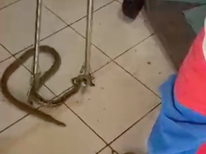 Ular Nyelonong Masuk Ruang Tamu Bikin Warga Jaktim Kaget Saat Nonton TV