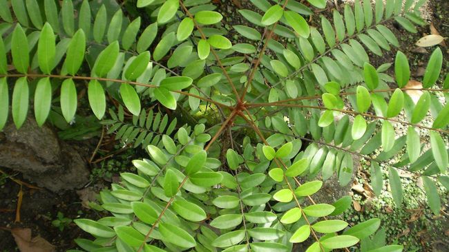 Komoditas Vitalitas RI Laku Keras di Pasar Global, Ini Daftarnya