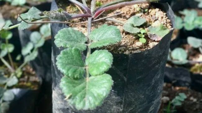 Termasuk Ikan Napoleon Bibir Tebal, Senjata Vitalitas Pria Ini Ada RI