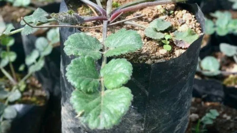 Tanaman purwaceng. (Dok. purwacengalbain)