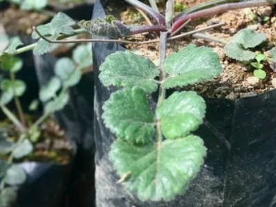 Bahan Alami Obat Kuat Pria Ternyata Melimpah di RI, Jadi Incaran Dunia