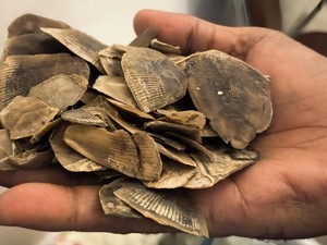 Jual Beli 30 Kg Sisik Trenggiling, Pria di Rohil Dibekuk Polisi