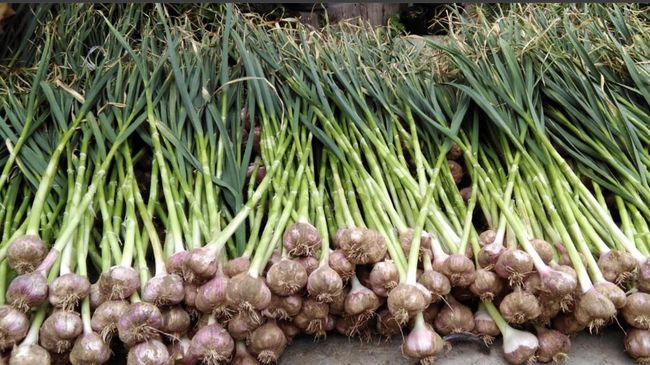 Wajah Baru Hortikultura RI: Strawberry Bersinar, Bawang Putih Terpuruk
