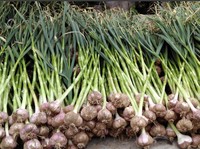 Wajah Baru Hortikultura RI: Strawberry Bersinar, Bawang Putih Terpuruk