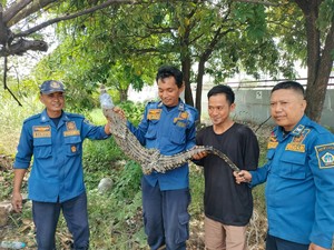 Geger Buaya Masuk Perangkap Biawak di Sembayat Gresik