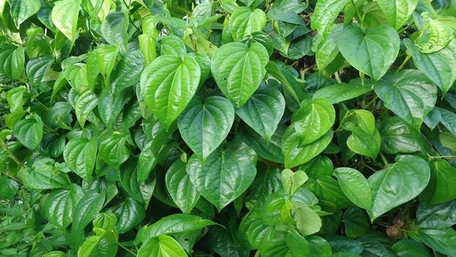 Daun Sirih. Daun Sirih. (Dok. Fakultas Kedokteran UMSU)