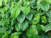 Daun Sirih RI Diburu China-Jerman, Jadi Obat Rahasia Kesehatan Wanita