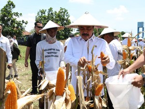 Dukung Ketahanan Pangan, Menteri Imipas Panen 45 Ton Jagung di Sidoarjo
