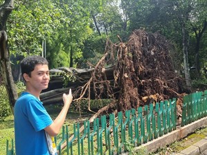 Pram: Pohon Tumbang di Dharmawangsa karena Cuaca Ekstrem, Akar Sampai Tercabut