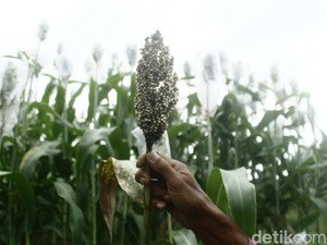 Hari Gizi Nasional 2026 Bertema Pangan Lokal, Apa Saja Pengganti Nasi?