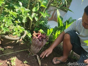 Bunga Bangkai Muncul di Ciamis, Warga: Tanda Awal Musim Hujan