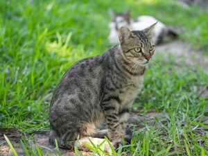Cara Mengusir Kucing dengan Bahan Alami, Bisa Pakai 5 Hal Ini