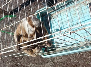 Kukang Turun ke Kota Tasikmalaya, Damkar Turun Tangan