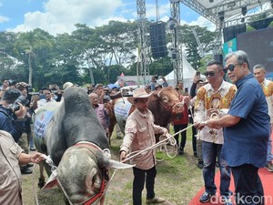 Buka Festival Sapi di Jember, Mentan Amran Salurkan Bantuan Pertanian
