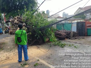 Pohon Tumbang di Jl Minangkabau Manggarai, Rute TransJ Sempat Dialihkan