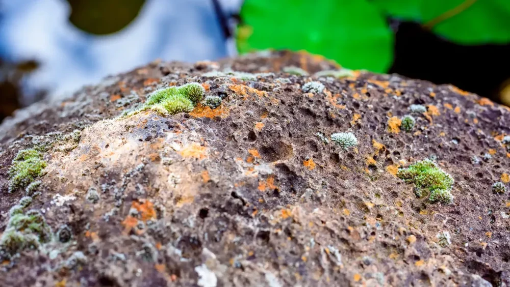 Dominika Temukan Harta Karun Langka, Siap Guncang Industri Global!