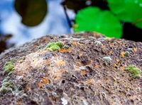 Daerah di Sulawesi Ini Kaya 'Harta Karun' yang Dicari-cari Dunia