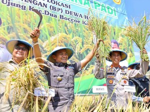 Jurus Andi Asman Jadikan Bone Daerah Penghasil Padi-Beras Tertinggi di Sulsel
