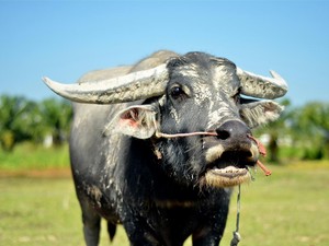 Berapa Harga Kerbau 1 Ekor? Ini Kisaran Harga dan Jenis-jenisnya di Indonesia