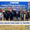 Video: Panen Raya, Bulog Capai Hasil 7,2 Ton per Hektare