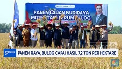 Video: Panen Raya, Bulog Capai Hasil 7,2 Ton per Hektare
