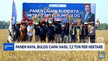 Video: Panen Raya, Bulog Capai Hasil 7,2 Ton per Hektare