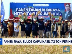 Video: Panen Raya, Bulog Capai Hasil 7,2 Ton per Hektare