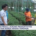 Video: PLN Peduli, Dukung Produktivitas Petani Bunga Krisan Tomohon