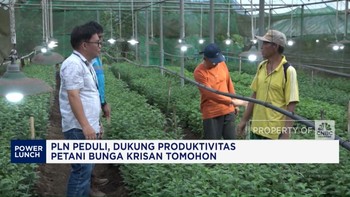Video: PLN Peduli, Dukung Produktivitas Petani Bunga Krisan Tomohon