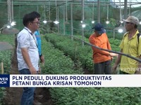 Video: PLN Peduli, Dukung Produktivitas Petani Bunga Krisan Tomohon