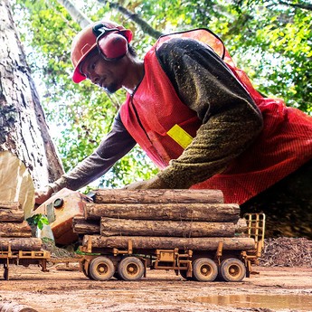 Kayu Murah Banjiri RI, Nasib Kayu Mewah Mengenaskan
