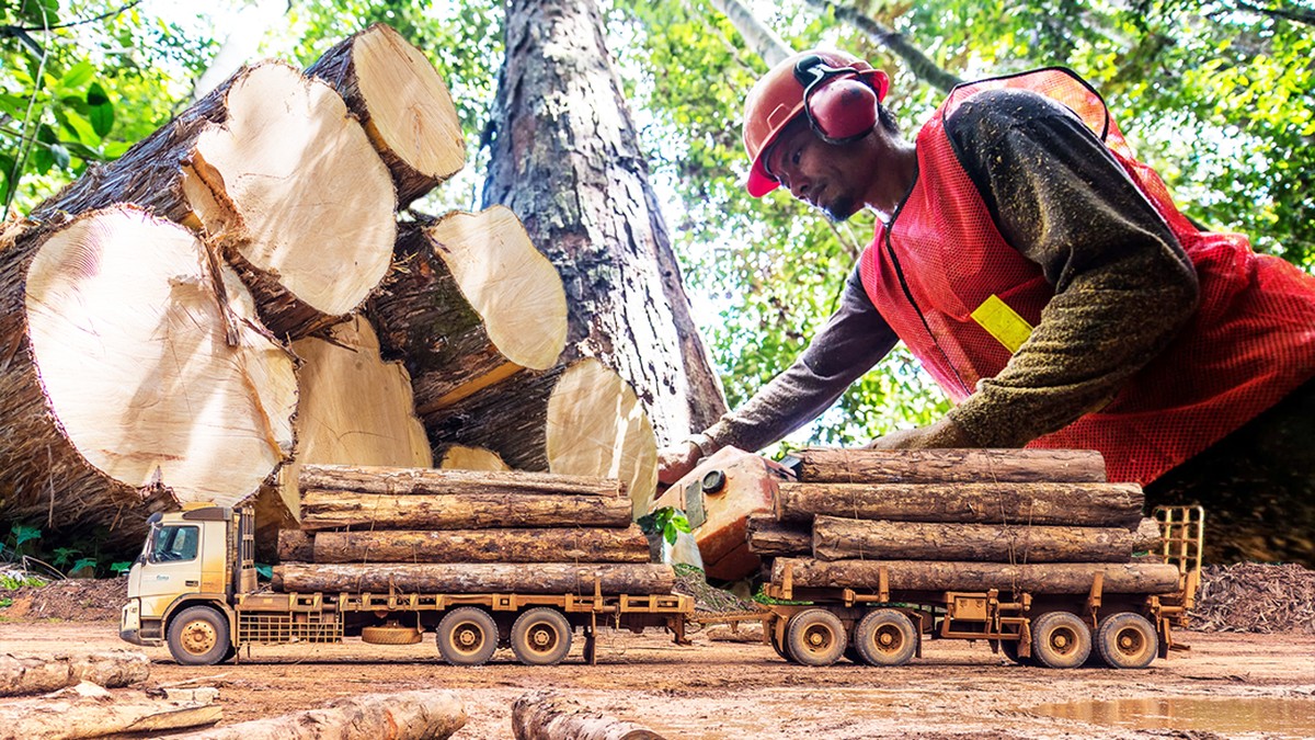 Ternyata Ini Jenis Kayu yang Paling Banyak Diproduksi di Indonesia