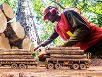 Kayu Murah Banjiri RI, Nasib Kayu Mewah Mengenaskan
