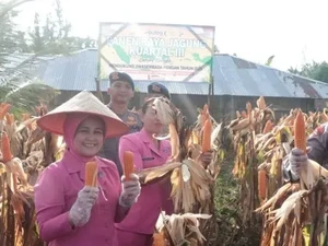 Dukung Ketahanan Pangan, Brimob Polda Bengkulu Panen 964 Kg Jagung