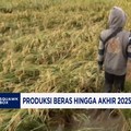 Video: Produksi Beras Hingga Akhir Tahun Diramal Tembus 34,77 Juta Ton