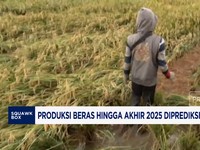 Video: Produksi Beras Hingga Akhir Tahun Diramal Tembus 34,77 Juta Ton