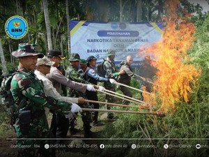 BNN Temukan Ladang Ganja 6,5 Hektare di Aceh Utara, 69 Ton Ganja Dimusnahkan