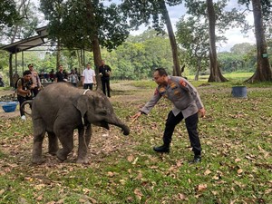 Kapolda Riau Kunjungi TWA Buluh Cina Sambil Patroli, Bawa Pakan buat Gajah