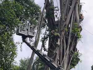 Rawan Tumbang, Pohon Beringin 35 Meter Depan Balai Kota Bogor Ditebang