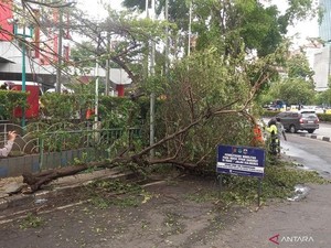 Kesenggol Truk Molen, Pohon Ceri di Slipi Tumbang Diterpa Angin