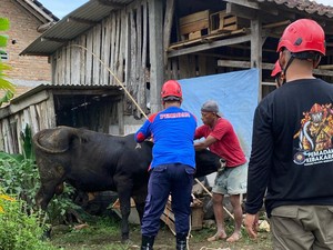 Sapi Lepas dan Ngamuk di Jalanan Boyolali, Damkar Turun Tangan